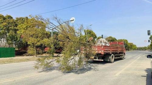 广州护林路爆料视频大全,街头巷尾的实时记录与热议瞬间
